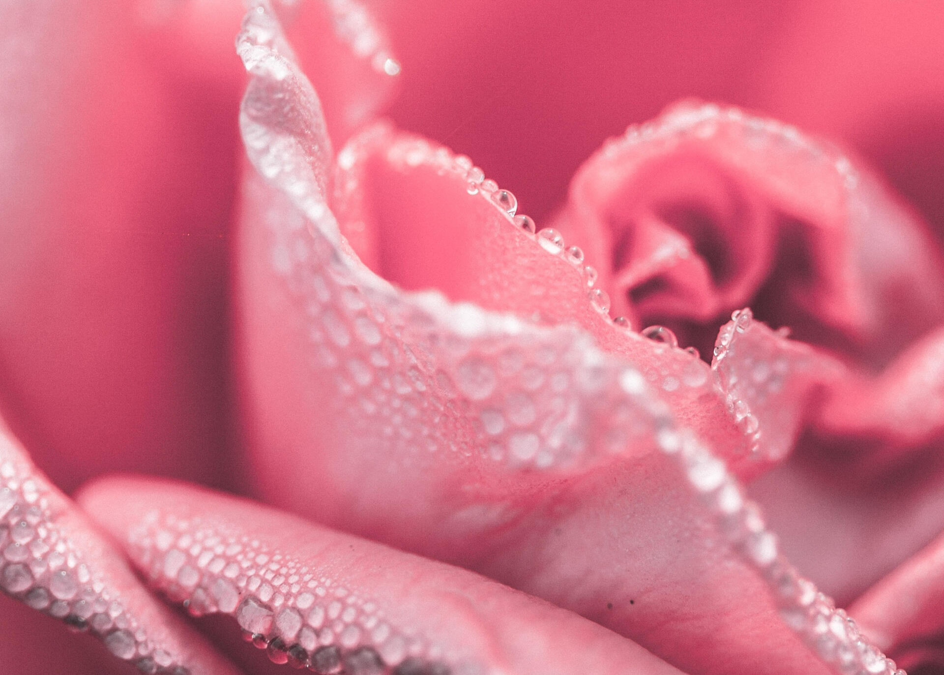 Ergänzende Gesichtspflege – Rosenblüte mit Tau