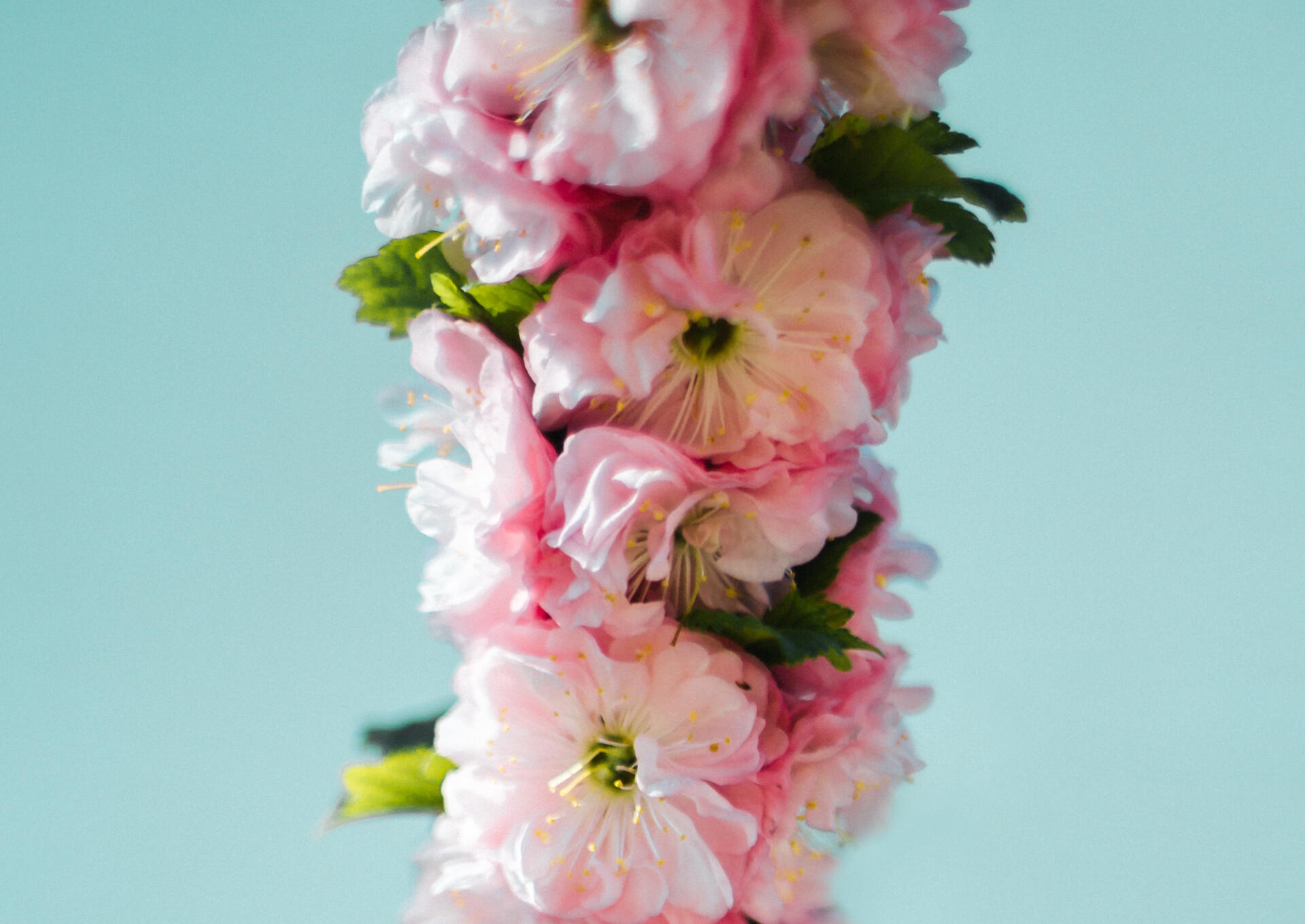 Natürliche Gesichtspflege - Mandelblüten