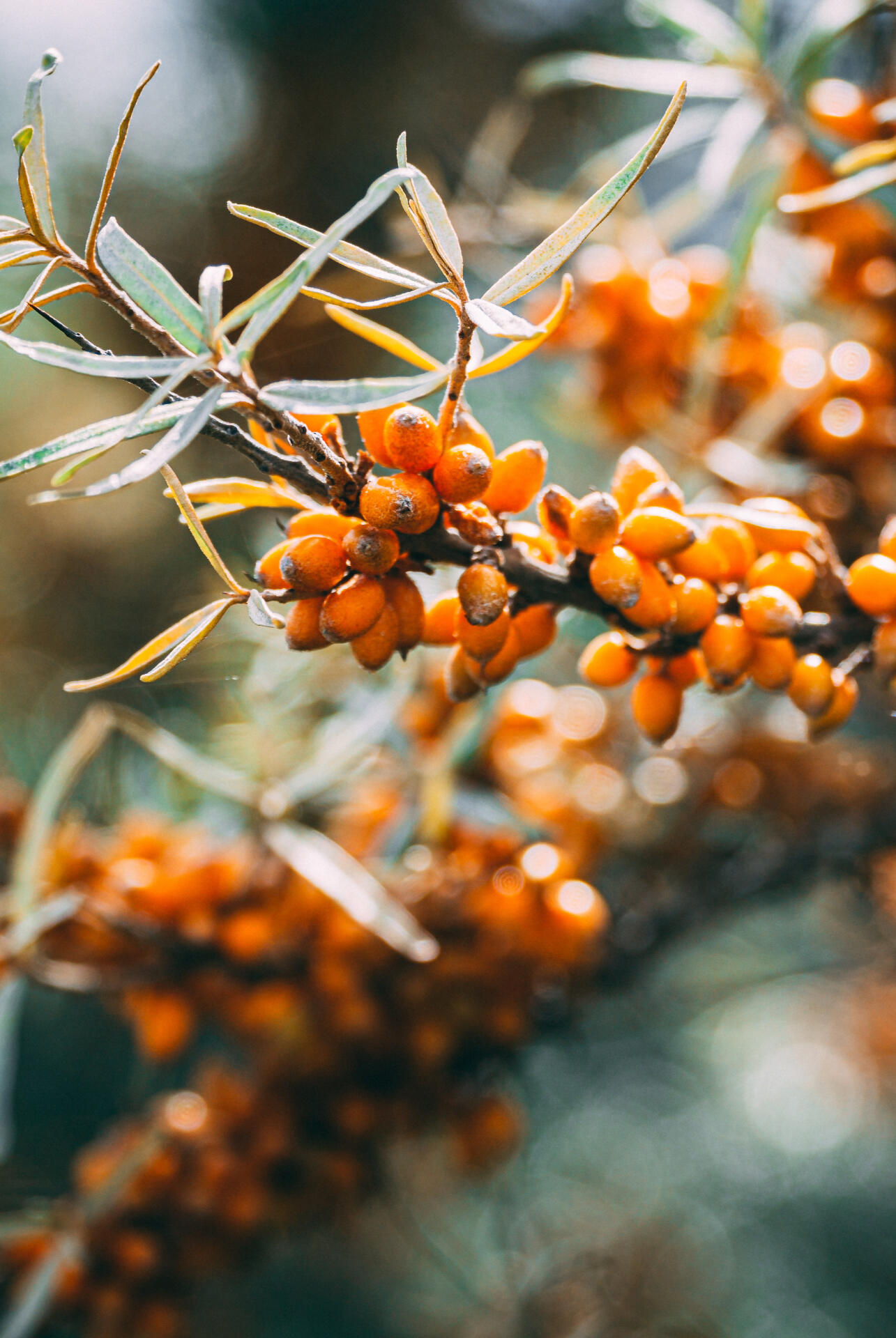 Hochwertige Naturkosmetik – Öl aus hochwertigen Substanzen