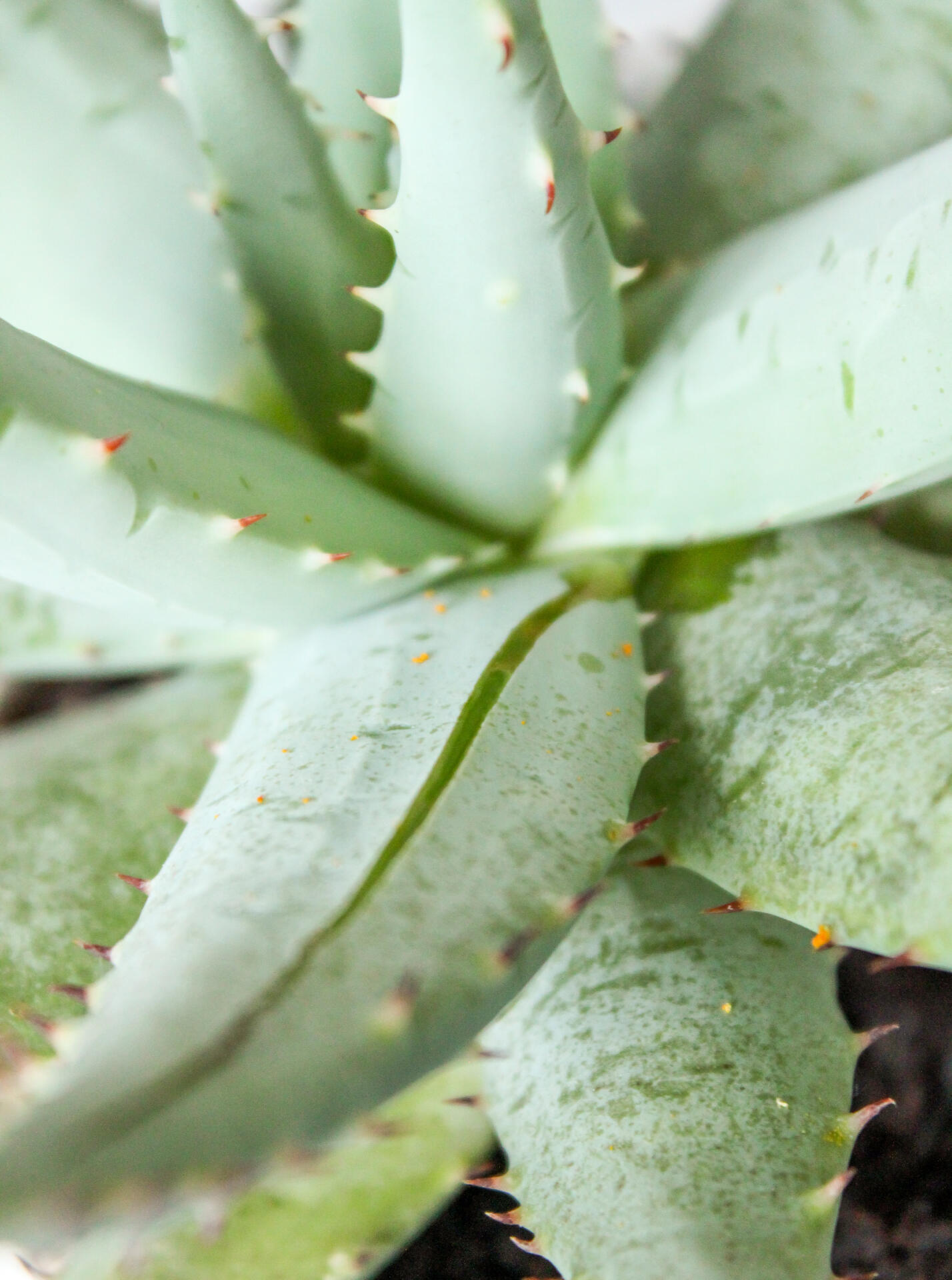 Spezialpflege, Bild einer Aloe-Vera-Pflanze
